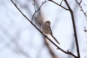 シマエナガ2022年1月8日2