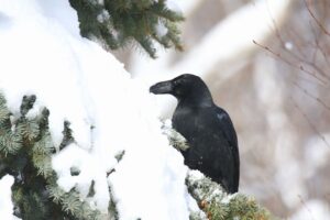 ハシブトガラス2022年1月15日