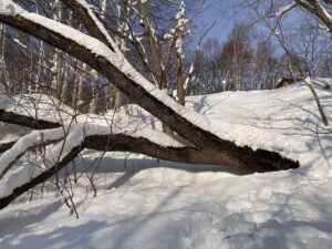 倒れたハリギリ大木2022年1月23日