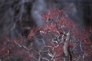 ハリギリとシマエナガ2022年1月23日