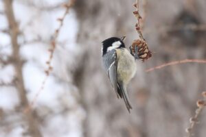ヒガラ2022年1月23日