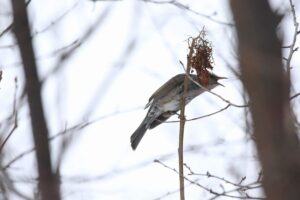 ヒヨドリ2022年1月23日