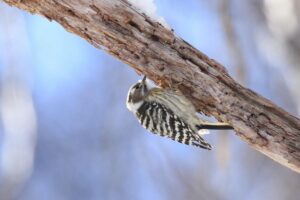 コゲラ2022年1月23日