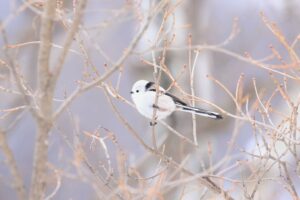 シマエナガ2022年1月23日