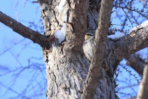 ツグミ2022年1月23日