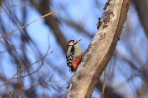 アカゲラ雄2022年1月29日