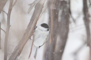 ハシブトガラ2022年1月29日