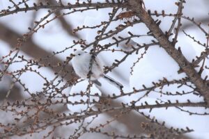 シマエナガ2022年1月29日