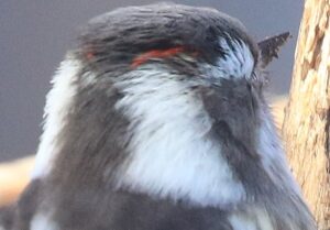 コゲラ雄後頭部