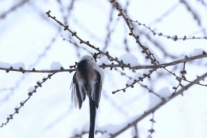 シマエナガ2022年2月1日