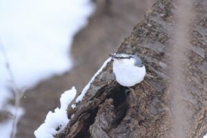 ゴジュウカラ2022年2月6日