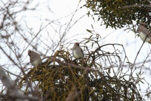 ヒレンジャク2022年2月6日