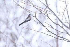 シマエナガ2022年2月6日