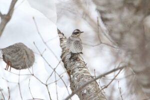 ツグミ2022年2月6日