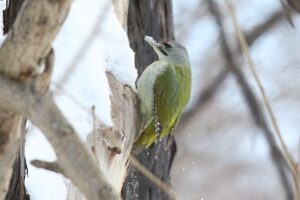 ヤマゲラ雄2022年2月6日
