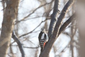 アカゲラ2022年2月12日