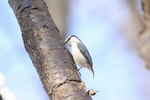 ゴジュウカラ2022年2月12日