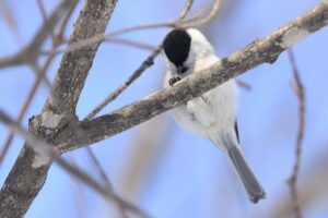 ハシブトガラ2022年2月12日