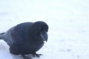 ハシブトガラス2022年2月12日