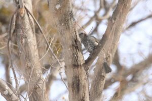 ヒヨドリ2022年2月12日