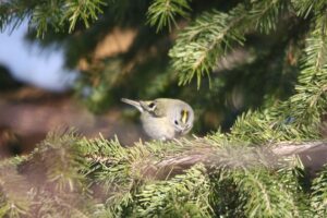 キクイタダキ2022年2月12日