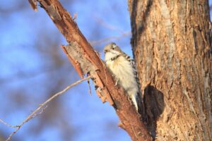 コゲラ2022年2月12日