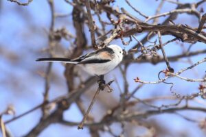シマエナガ2022年2月12日