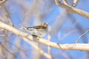 シロハラ2022年2月12日