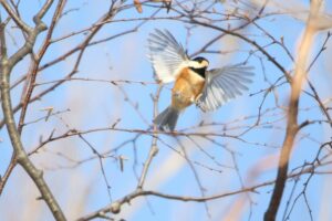 ヤマガラ2022年2月12日