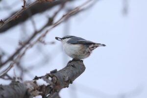 ゴジュウカラ2022年2月20日