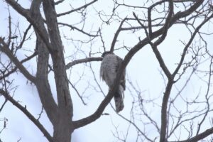 ハイタカ2022年2月20日