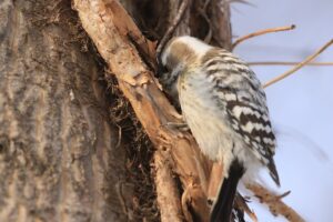 コゲラ2022年2月20日