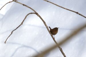 ミソサザイ2022年2月20日