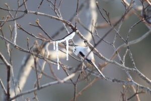 シマエナガ2022年2月20日