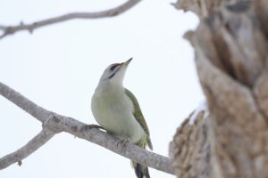 ヤマゲラ雄2020年2月20日