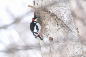 アカゲラ雄2022年2月27日