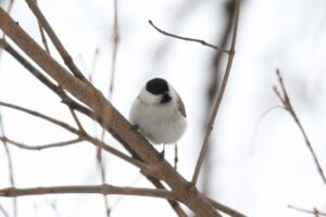 ハシブトガラ2022年2月27日