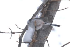 シマエナガ2022年2月27日