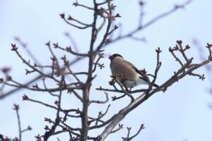 ウソ雌2022年2月27日