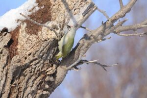 ヤマゲラ雄2022年2月27日