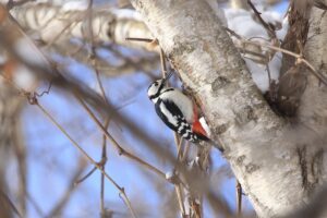 アカゲラ雄2022年3月5日