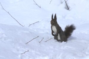 エゾリス2022年3月5日