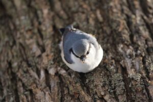 ゴジュウカラ2022年3月5日