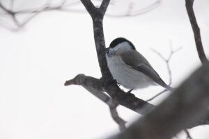 ハシブトガラ2022年3月5日