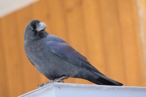 ハシブトガラス2022年3月5日