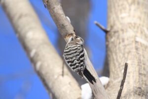 コゲラ2022年3月5日
