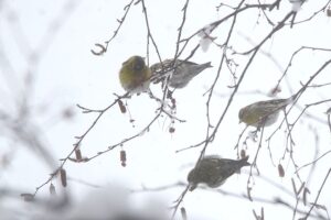 マヒワ2022年3月5日