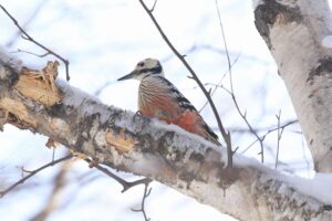 オオアカゲラ雌2022年3月5日