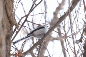 シマエナガ2022年3月5日