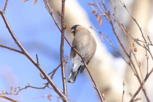 ウソ雌2022年3月5日